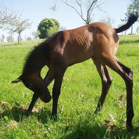 Chateau De Loup Penzion Saint-Loup-Lamaire