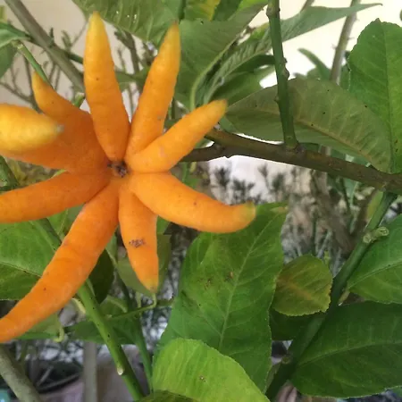 Chateau De Loup Penzion Saint-Loup-Lamaire