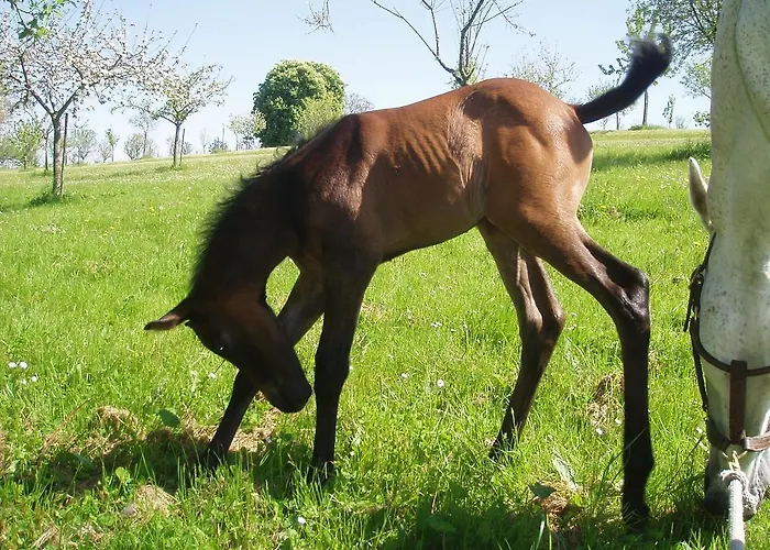 Chateau De Loup Pensión Saint-Loup-Lamaire